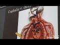 Veins and Their Functions