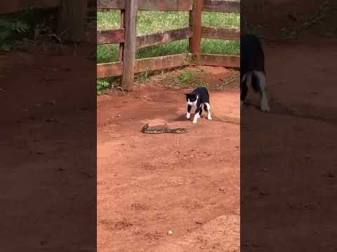 Gato vs. Serpente
