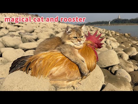so funny and cute🤣!The kitten took the rooster on an outdoor trip.The happiest rooster in the world