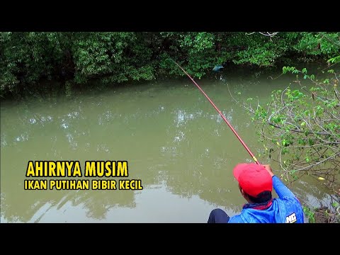 LAGI MUSIM !! Mancing ikan putihan bibir kecil di muara