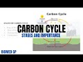 Understanding the Carbon Cycle Concepts