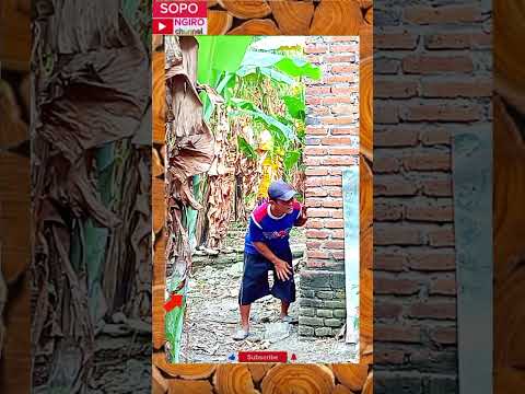 Mau ketawa takut dosa, video lucu hiburan warga +62 viral funny videos #shorts#sopongiro.