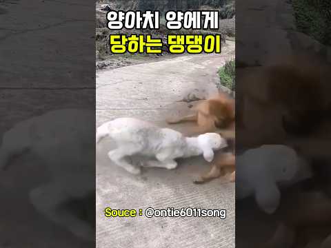 양아치 양에게 당하는 댕댕이