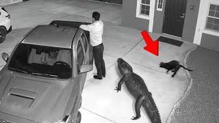 Animales Protegiendo sus Hogares Captados por las Cámaras