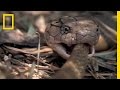 Understanding King Cobras and Rat Snakes