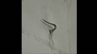 Snake Coil Scars