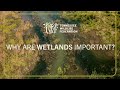 Wetlands and Their Ecological Importance