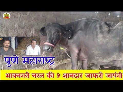 छाँट छाँट के खरीदी #भावनगरी नस्ल की छोटे रिंग सींग टॉप जाफराबादी भैंसे | #Most #Beautiful Jafrabadi