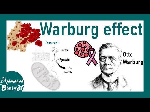 Warburg effect | What is the Warburg effect ? | Why Warburg effect is important for cancer cells?