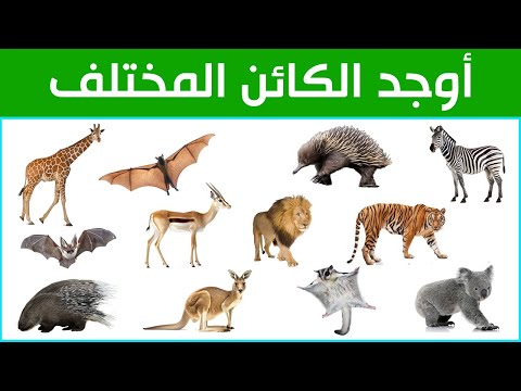 أوجد الكائن المختلف !! ألغاز للأذكياء !! هل يمكنك حلها؟؟