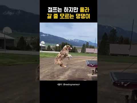 점프만 하는 댕댕이