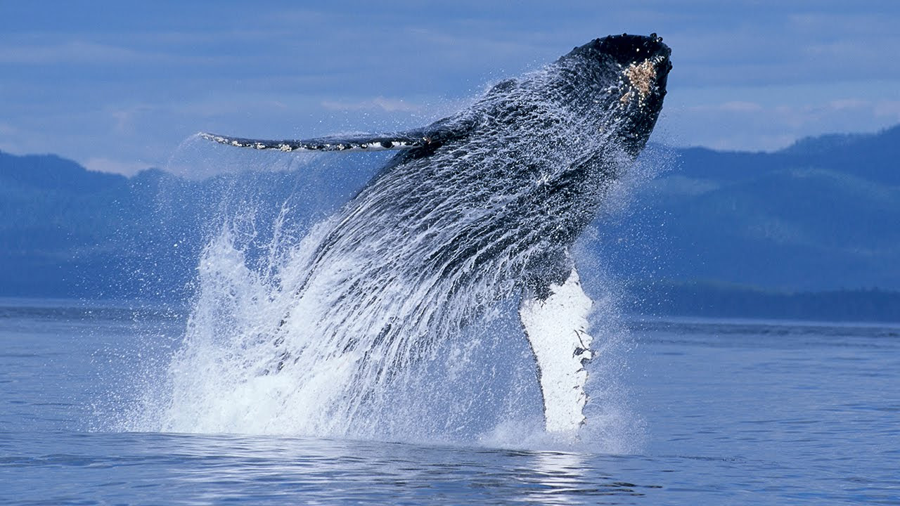 Humpback Whales Anonso santrauka