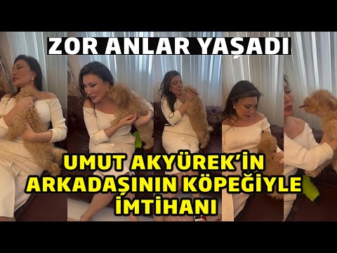 Umut Akyürek'in Köpek Sevme Videosu Sosyal Medyada Viral Olacak Gibi Görünüyor