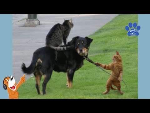 Animais engraçados - Cães e gatos engraçados - Binho e Mel #83