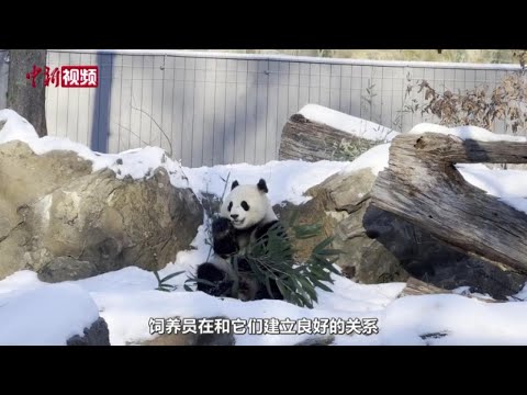 “宝力”和“青宝”已适应新场地和食物 准备好与公众见面