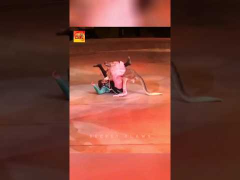 This Kangaroo Went Crazy #animals #amazingfact #amazingwildlife