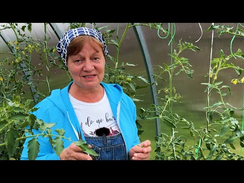 Защищаем томаты в прохладную погоду.