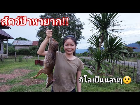 ดีใจสุดๆได้สัตว์ป่า(ไก้)หากินยากมากและแพงสุดๆกิโลเป็นแสนๆ😮
