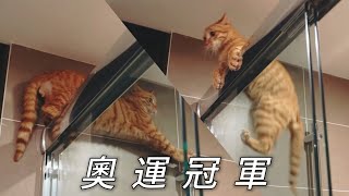 撿來的小浪貓是個體操王子，每天表演高難度動作｜李喜猫