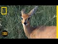 Animal Behavior and Ecology Assessment