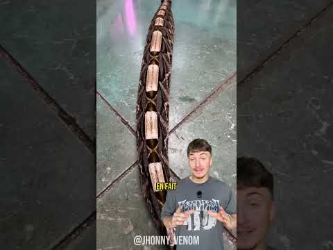 ELLE POSSÈDE LES PLUS GRANDS CROCHETS VENIMEUX 🐍