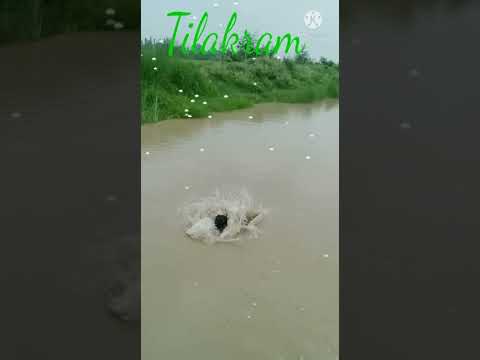 ?नहर में कूद कर #shortvideo #viralvideo#अब क्या होगा?