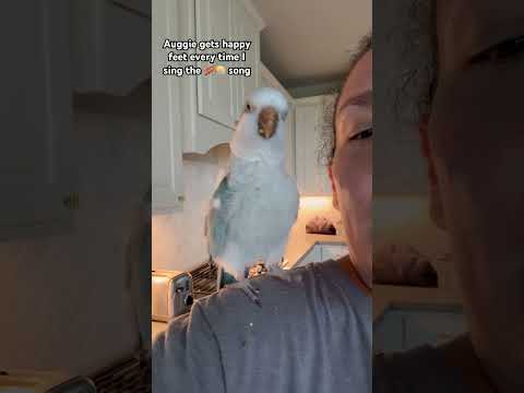 Bacon pancakes give me happy feet too #quakerparrot #bird #parrot #rescue #pets #animals