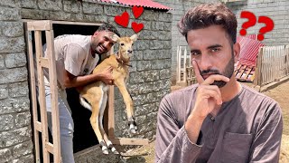 Neeloo Kahan Hai??Kia Neelo Mr Giya💔