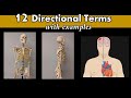 Anatomical Directional Terms and Concepts