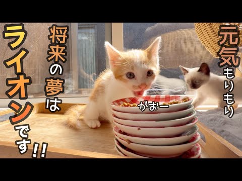 ママにまた猫3匹来るって伝えなきゃ！えっほえっほ！