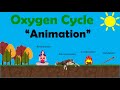 Oxygen Cycle and Photosynthesis Concepts