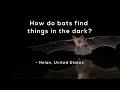 Understanding Bats and Echolocation