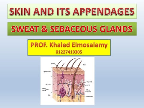 SWEAT & SEBACEOUS GLANDS histology