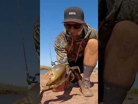 CATCH AND TIE GIANT CRABS!