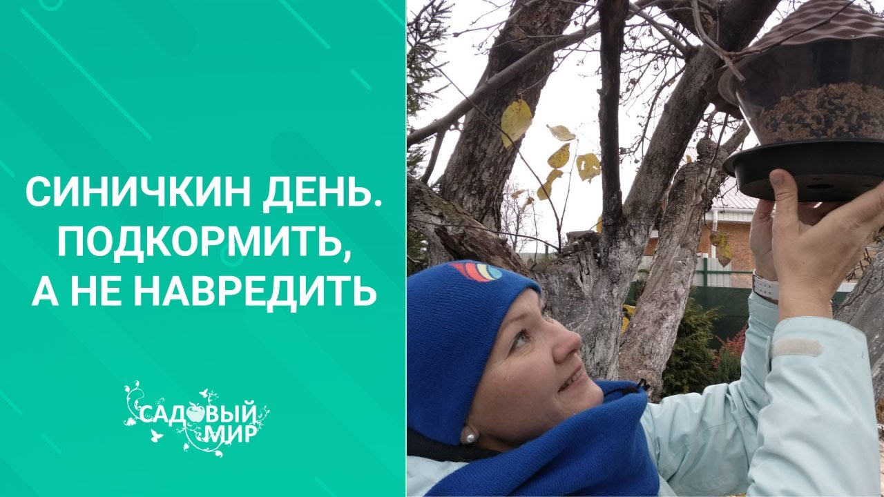 Птицы в саду зимой - одна только польза! Как привлечь синичек в сад и сделать простые кормушки