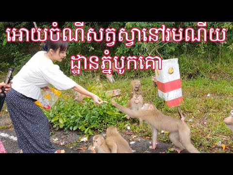 អោយចំណីសត្វស្វានៅរមណីយដ្ឋានភ្នំបូកគោខេត្តកំពត