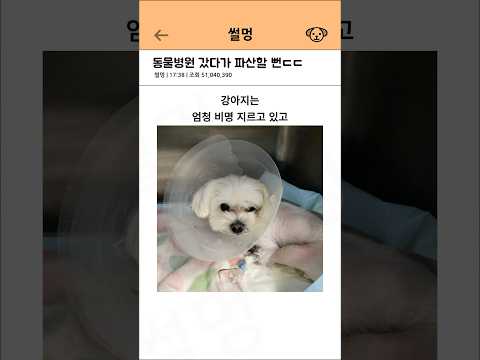 동물병원 갔다가 파산할뻔 ㄷㄷ