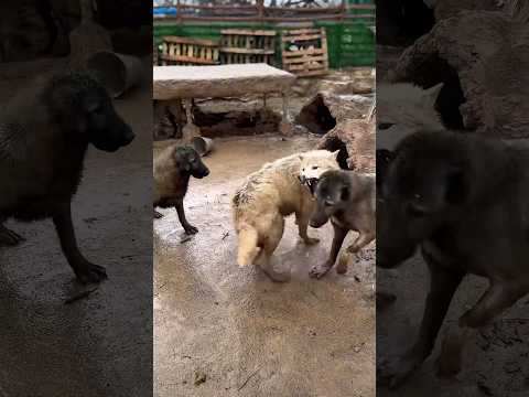 Kangal vs Kurt Çamur güreşi😍🐺 #wolf #kangal #kurt