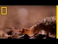 Ant Lion Behavior and Characteristics