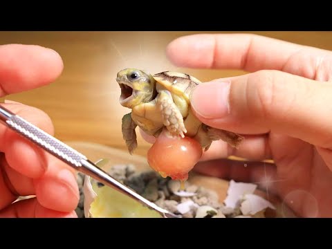 ฟักไข่เต่ายักษ์!? พาน้องเต่าออกจากไข่