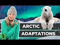 Adaptations and Insulation in Animals