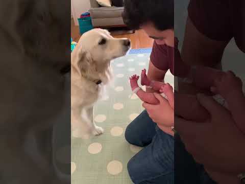 The first meeting between dog #funny #pets #funnydogs
