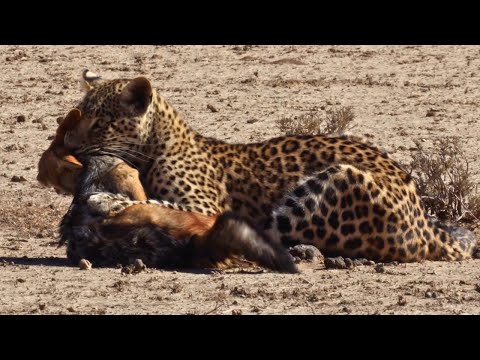 JACKAL's Shocking Escape from Leopard's Ambush Caught on Camera