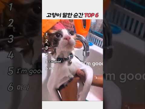 고양이 말한 순간 TOP6 | 사람 말 이해한 듯한 고양이 반응