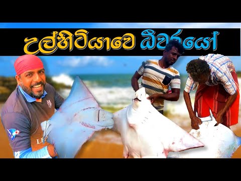 උල්හිටියාවේ මඩුදැල් මෝරදැල් ධීවරයෝ @wishwatiyubaya 🐋😲🎣