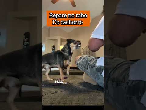 O RABO DO CACHORRO DIZ MUITO SOBRE O QUE ELE ESTÁ SENTINDO #animais #pets #cachorro #cachorros #caes