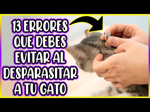 ¡DESCUBRE los 13 ERRORES más PELIGROSOS al DESPARASITAR a tu GATO! 🐱❌ - SiamCatChannel