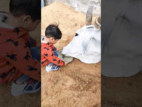 ये बंधन तो प्यार का बंधन है ????#ytshorts#tranding #cowvideos #vviralshorts