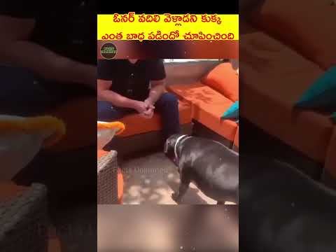 పాపం మూగజీవి ఎంత బాధ పడిందో #telugushorts #telugufacts #teluguviral #telugu