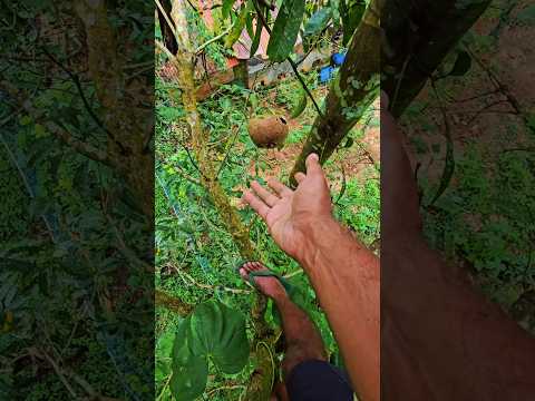 เดเดพเดเตเดเดฟเดฒเตเด เด
เดเดคเดพเดชเตเดชเตเด....#shorts #farming #vegetables #malayalam #airpotato